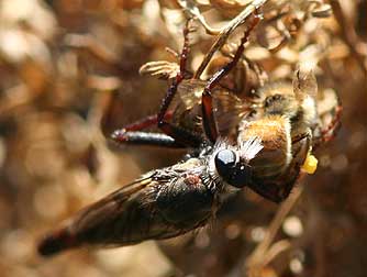 Picture of a robber fly sucking fluid from a bee