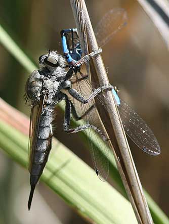 Robber fly and damselfly picture