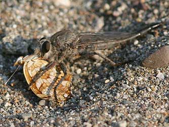 Robber fly feeding on a mylitta crescent butterfly