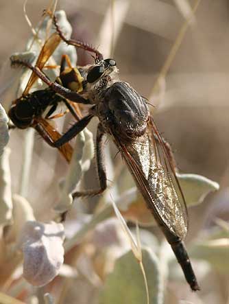 Robber fly consuming a captured wasp