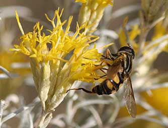 Syrphid fly - Helophilus