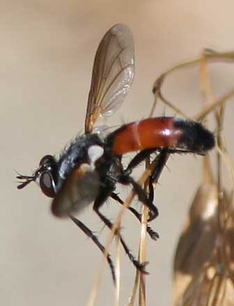 Picture of a feather-legged tachinid fly of the genus Cylindromyia