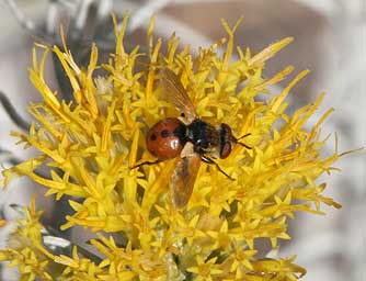 Pictures and information for the tachinid fly from the genus Gymnosoma