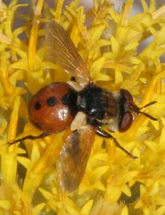 Picture of a gymnosoma tachinid fly with black dots on its red-orange abdomen