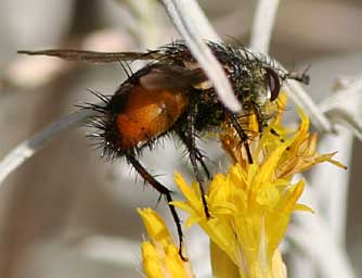 Repetitive tachinid fly of the genus Peleteria