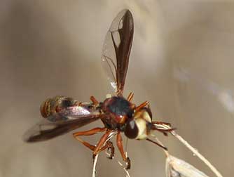 Thick headed fly pictures and information