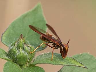 Picture of a western brown mantidfly or Climaciella brunnea