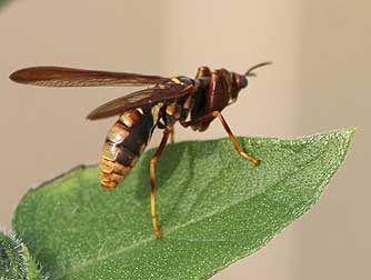 Western brown mantidfly or wasp mantidfly pictures and information