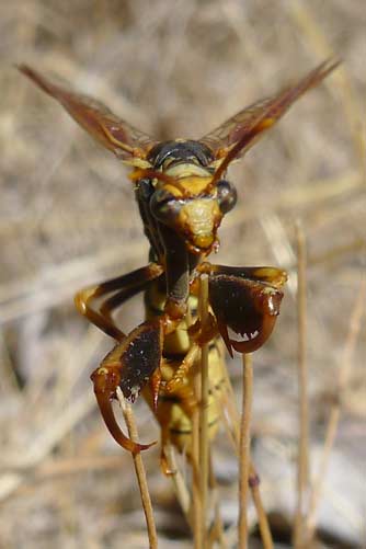 Western brown mantidfly head and claws