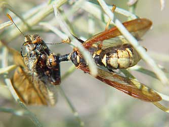 Western brown mantidfly eating a woodland skipper