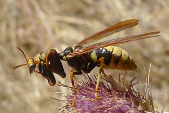 Western brown mantidfly picture