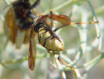 Western Brown Mantidfly picture