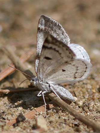 Bluish spring moth picture