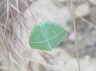Emerald moth - Chlorosea nevadaria