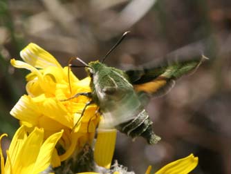 Picture of Clark's day sphinx moth or Proserpinus clarkiae