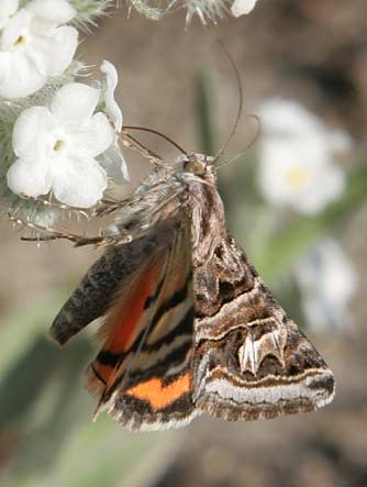 Divergent owlet or underwing moth - Synedoida divergens