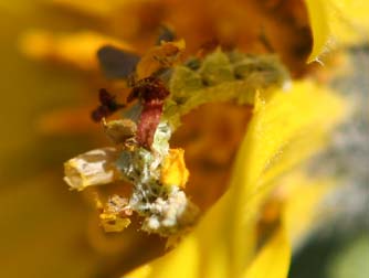 Camouflaged emerald looper caterpillar