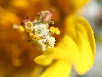 Camouflaged emerald looper caterpillar on arrowleaf balsamroot