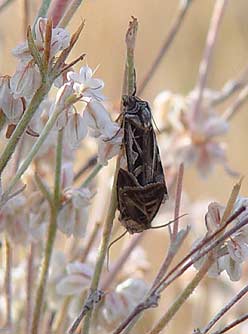 Dingy Cutworm moth - Feltia jaculifera
