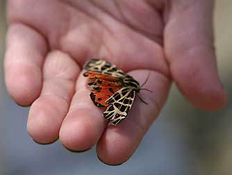 Ornate tiger moth picture - Grammia ornata