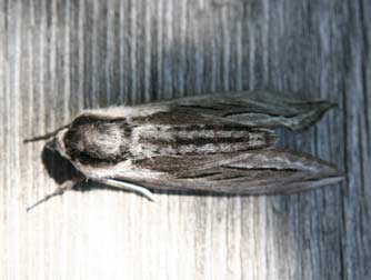 Snowberry sphinx moth or Sphinx vashti