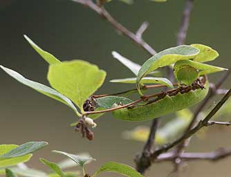 Picture of snowberry sphinx moth caterpillar