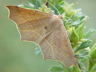 Synaxis Moth picture