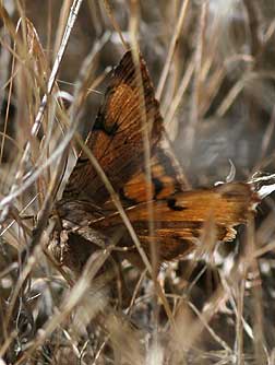 Ochre Owlet or underwing moth - Synedoida ochracea