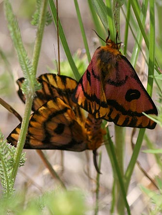 Western sheep moths or elegant day moths mating, Memileuca eglanterina