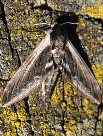 Wild cherry sphinx moth - Sphinx drupiferarum  width=
