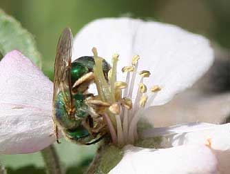 Green metallic sweat bee pollinating apple blossoms