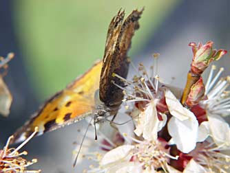 California tortoiseshell butterfly pollinating apricot blooms