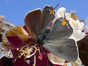 Gray hairstreak butterfly nectaring on apricot blooms