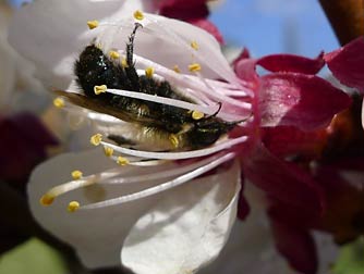 Green osmia mason bee pollinating apricot blossoms