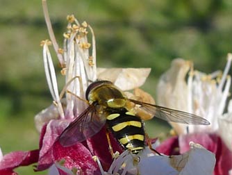 Syrphid hoverfly pollinating apricot blossoms