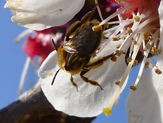 Andrena mining bee pollinating a cherry blossom