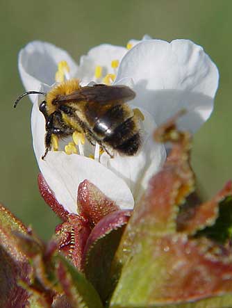 Andrena mining bee pollinating a cherry blossom