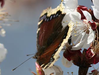 Mourning cloak butterfly pollinating apricot blooms