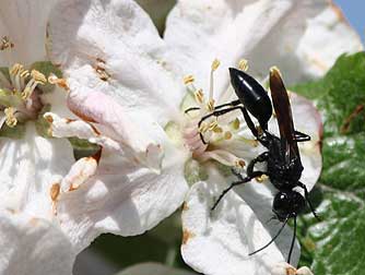 Black Podalonia cutworm wasp pollinating apple blossoms