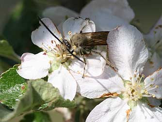 Scoliid scarab hunter wasp pollinating apple trees