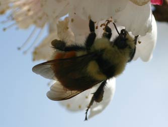 Tri-colored bumblebee pollinating apricot blossoms