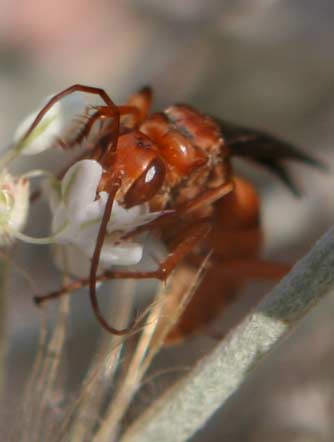 Red-tailed spider wasp - ageniella