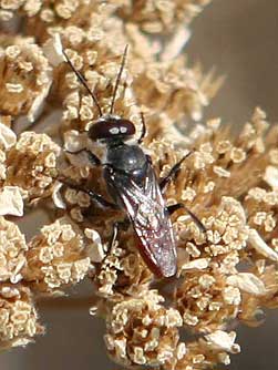 Astata stinkbug wasp