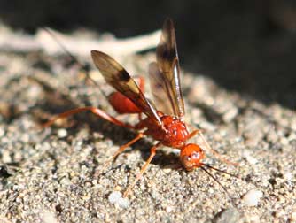 Wood boring beetle wasp - Aulacid