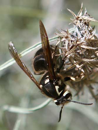 Bald-faced hornet picture
