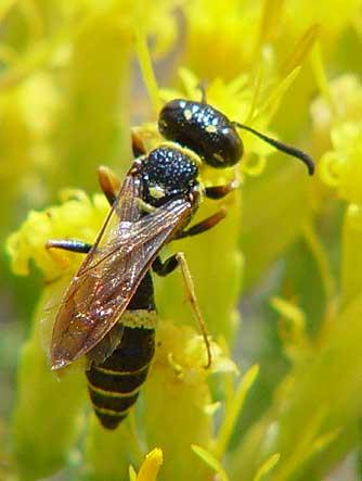 Beewolf species Philanthus gibbosus