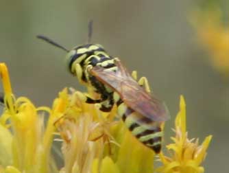 Beewolf species Philanthus multimaculatus