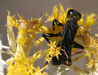 Picture of a black grasshopper hunter wasp or prionyx