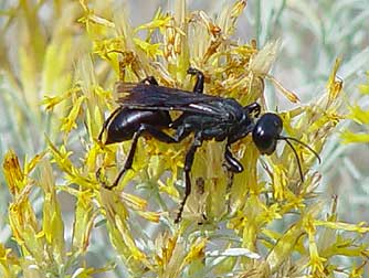 Picture of a black grasshopper hunter wasp or prionyx