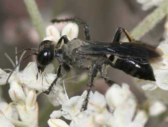 Grasshopper hunter wasp - prionyx